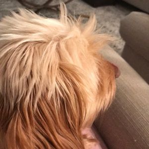 Meet your Posher, James